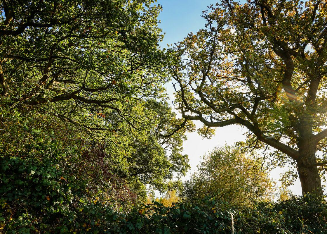 Sunlight shining through the leaves and branches of two mature tree canopies 