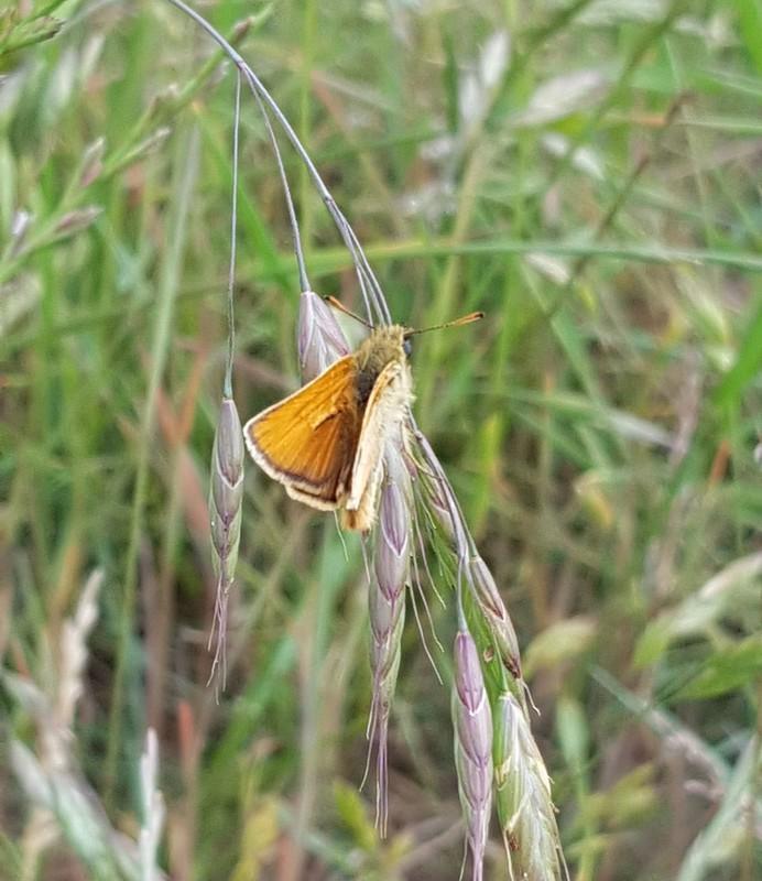 Essex skipper on dry grass