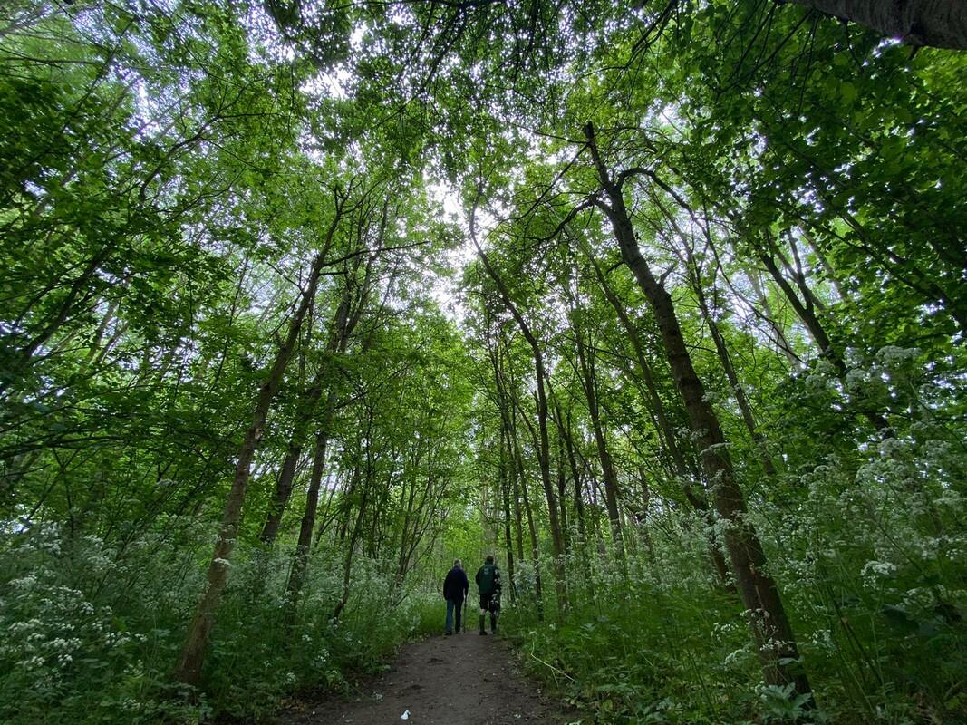 Two people walking away down a footpath in the Forest with trees towering overhead