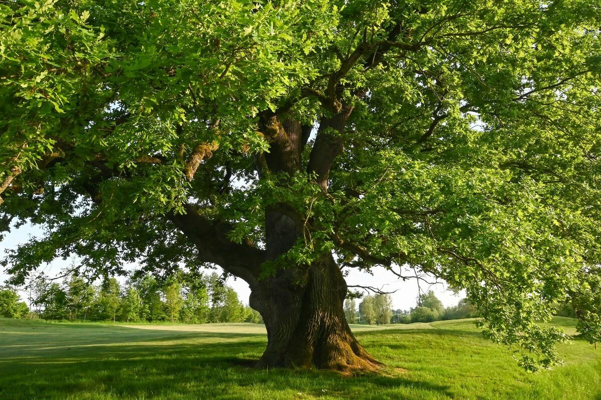 A mature English oak in the Summer 
