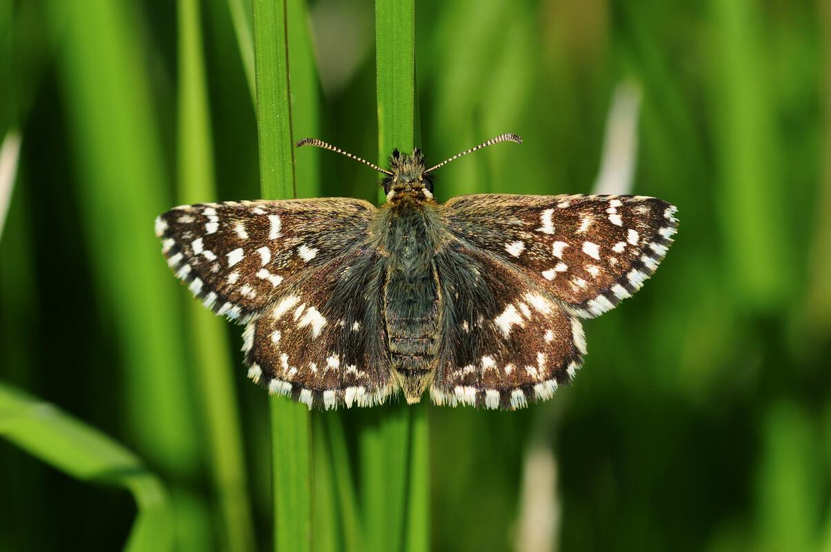 Grizzled skipper butterfly on blades of green grass