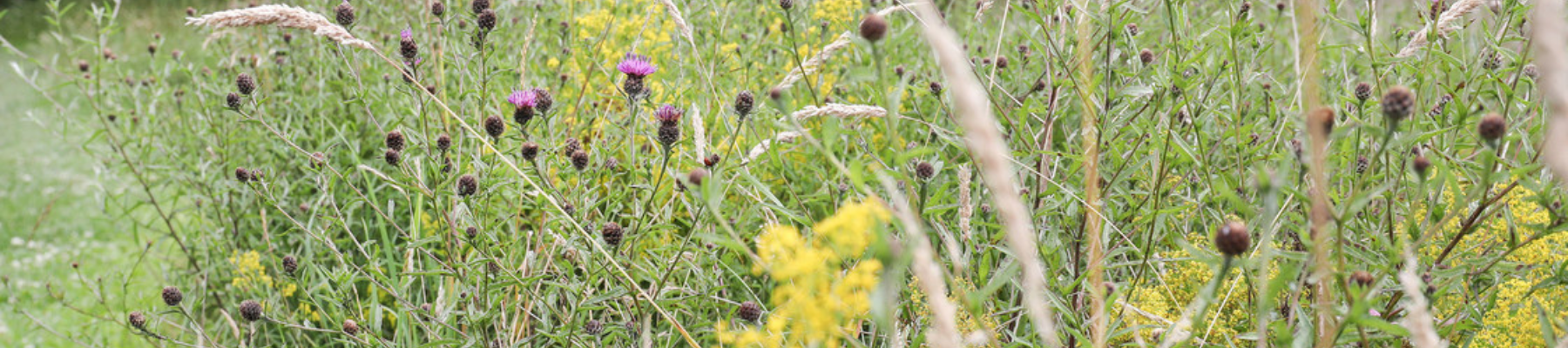 Wild meadow flowers in the Forest