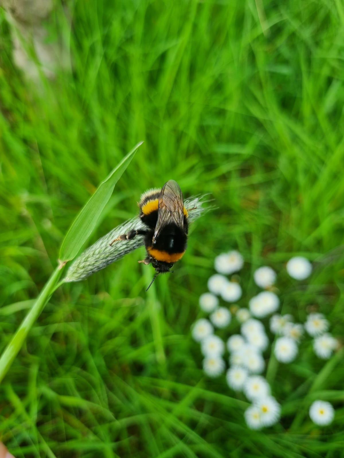 Buff tailed bumble bee on a piece of grass