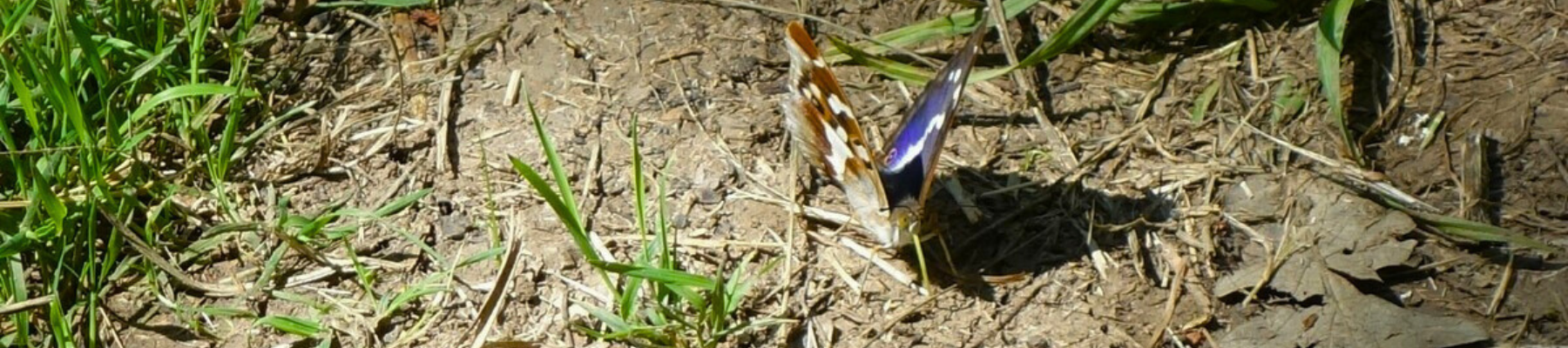A male purple emperor butterfly on the Forest floor.