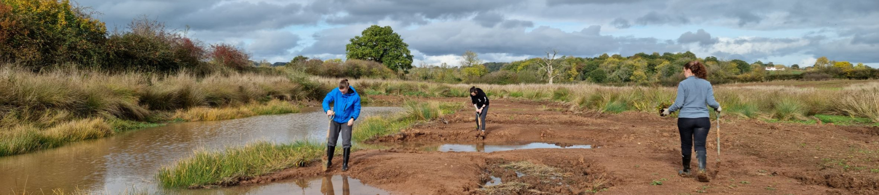 Volunteers, helping put in wetland plants at Netherstead