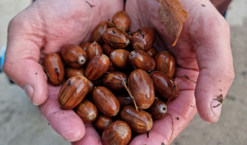 Sustainable seed sourcing in the Forest Heart of England Forest