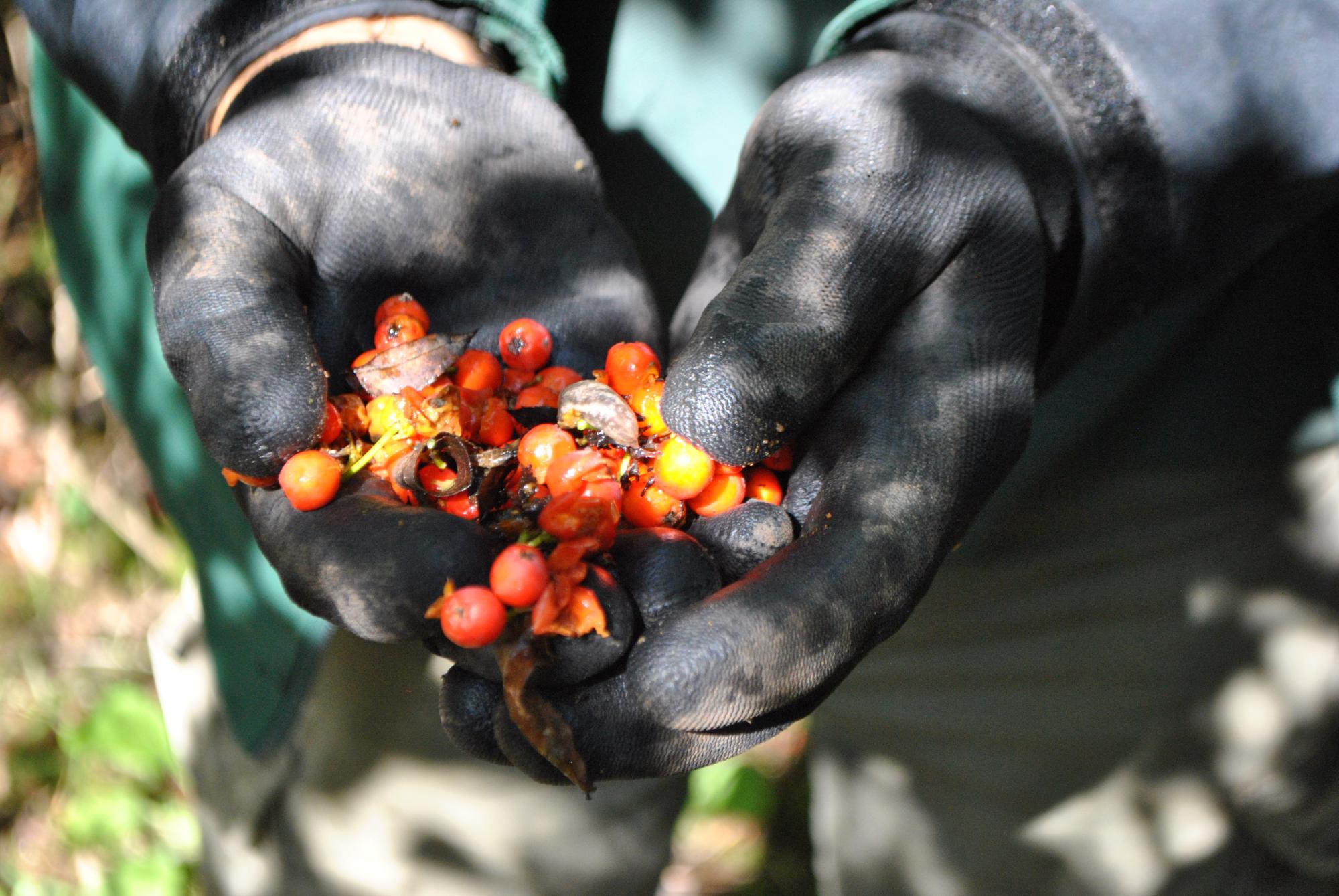 Sustainable seed sourcing in the Forest Heart of England Forest
