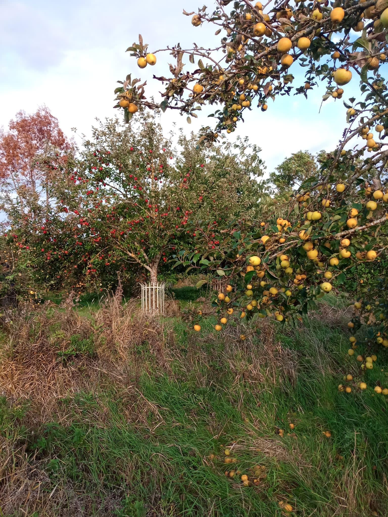 Green and red apple tree in the Forest orchard