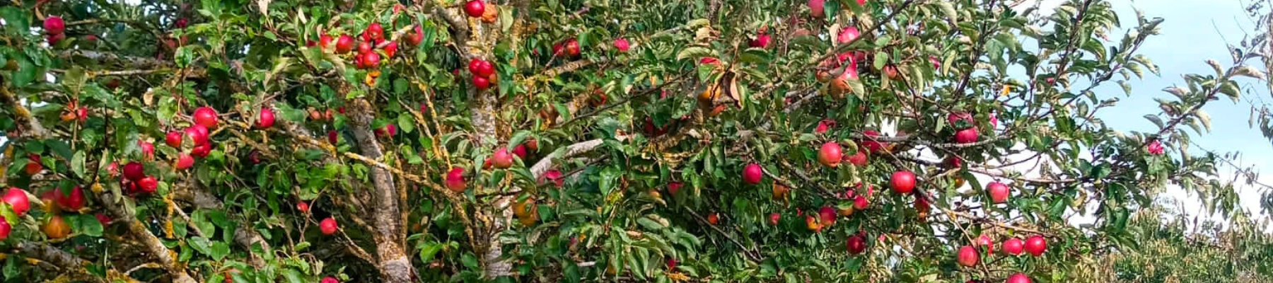 Red apples growing on a tree in the Forest Orchard