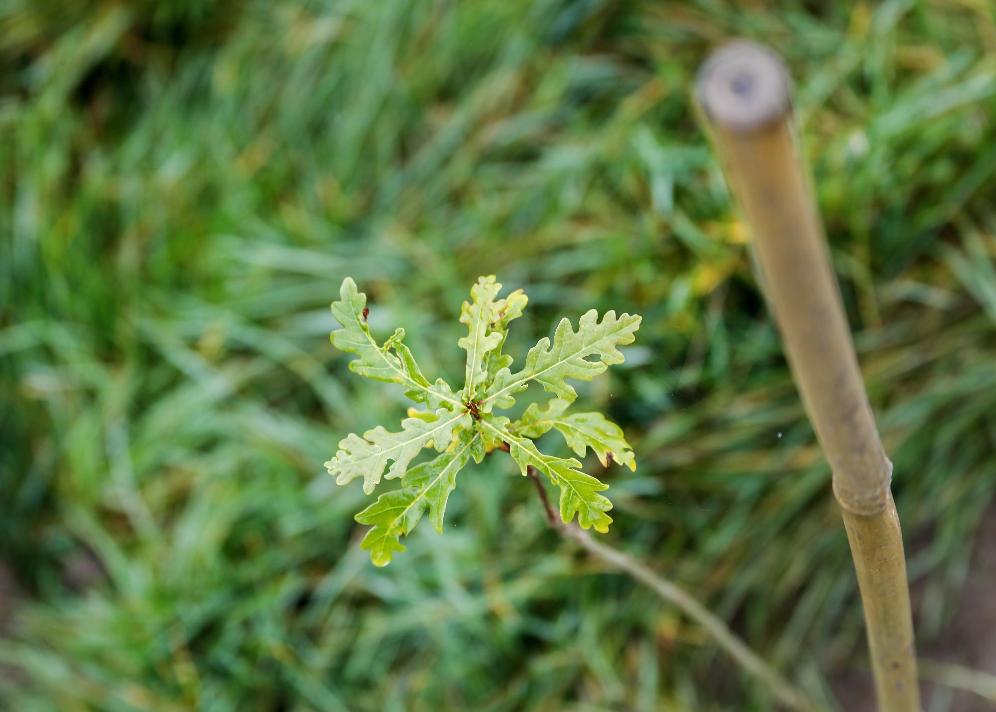 A young oak sapling planted in the ground without a tree gaurd