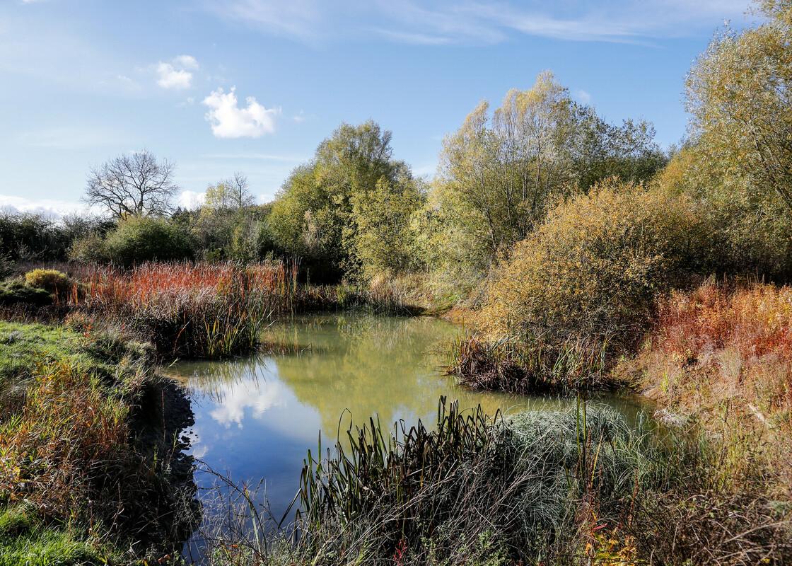 A pond surrounded by autumnal native broadleaf trees.