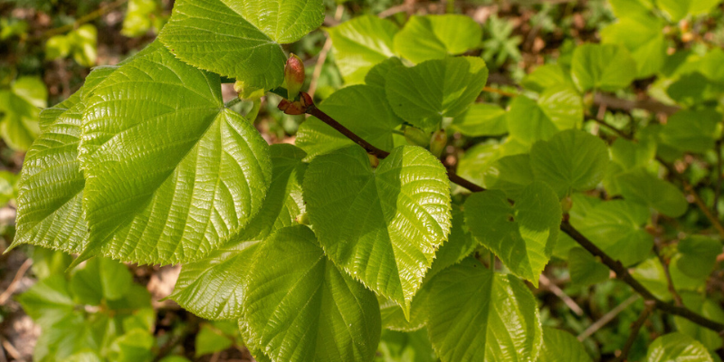 A close up of a young small leaved lime trees green summer leaves.