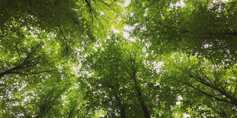Looking up from the ground through the mature canopy of small leaved lime trees in Spernal - Windmill hill
