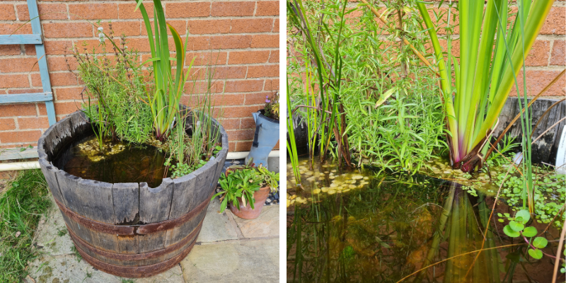 A picture of Tim's finished pond in a pot in his garden. There are lovely green thriving aqua plants