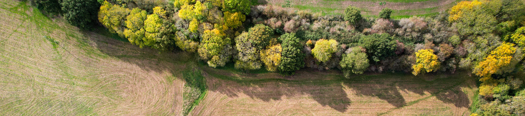 Pastoral land lined with mature hedgerow trees