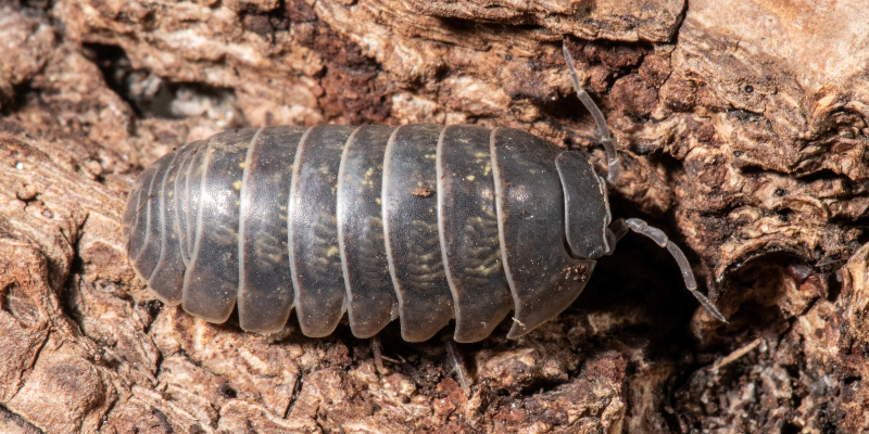 Armadillidium vulgare