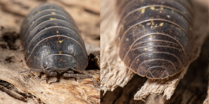 Armadillidium vulgare face and tail