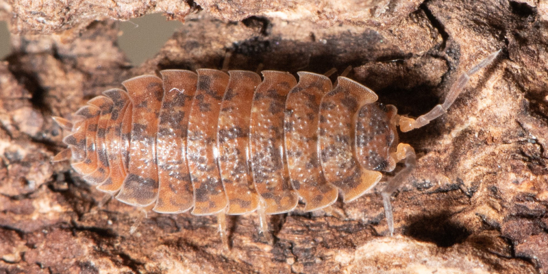 Porcellio scaber in brown form