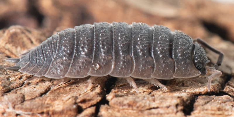 Porcellio scaber