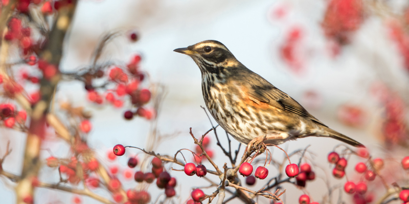 Adult redwing perched on a branch with red berries