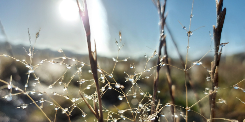 Frost melting on a winters morning