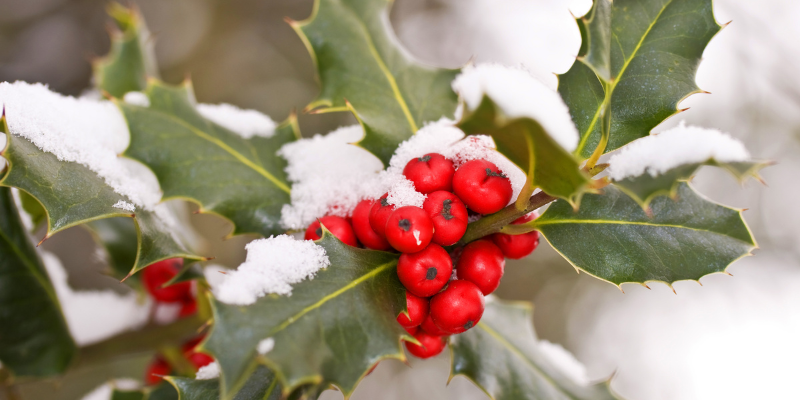 Settled snow on holly on a winter's day