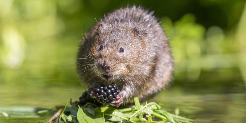 A water vole sitting holding a berry