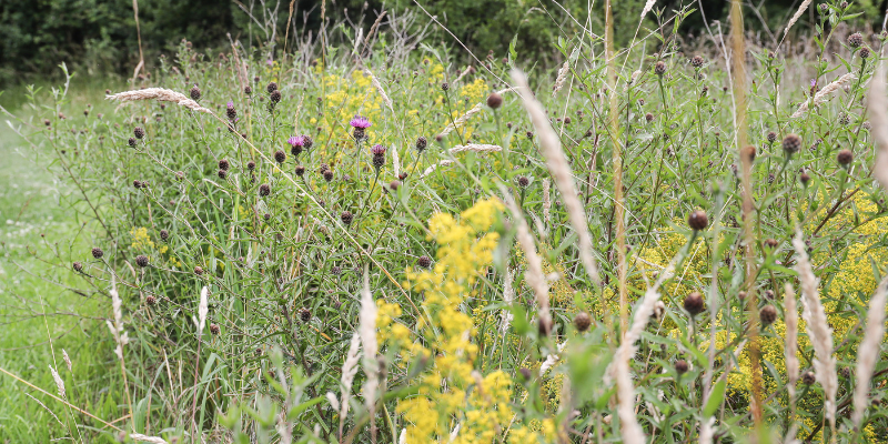 A section of meadow with an array of different wild flora