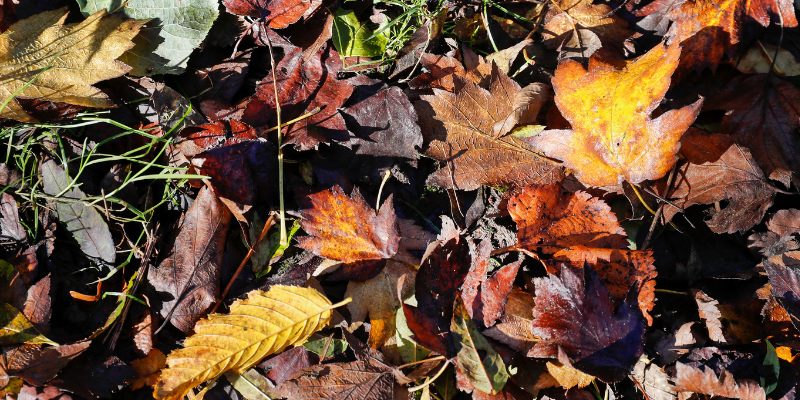 Leaf litter on the Forest floor.