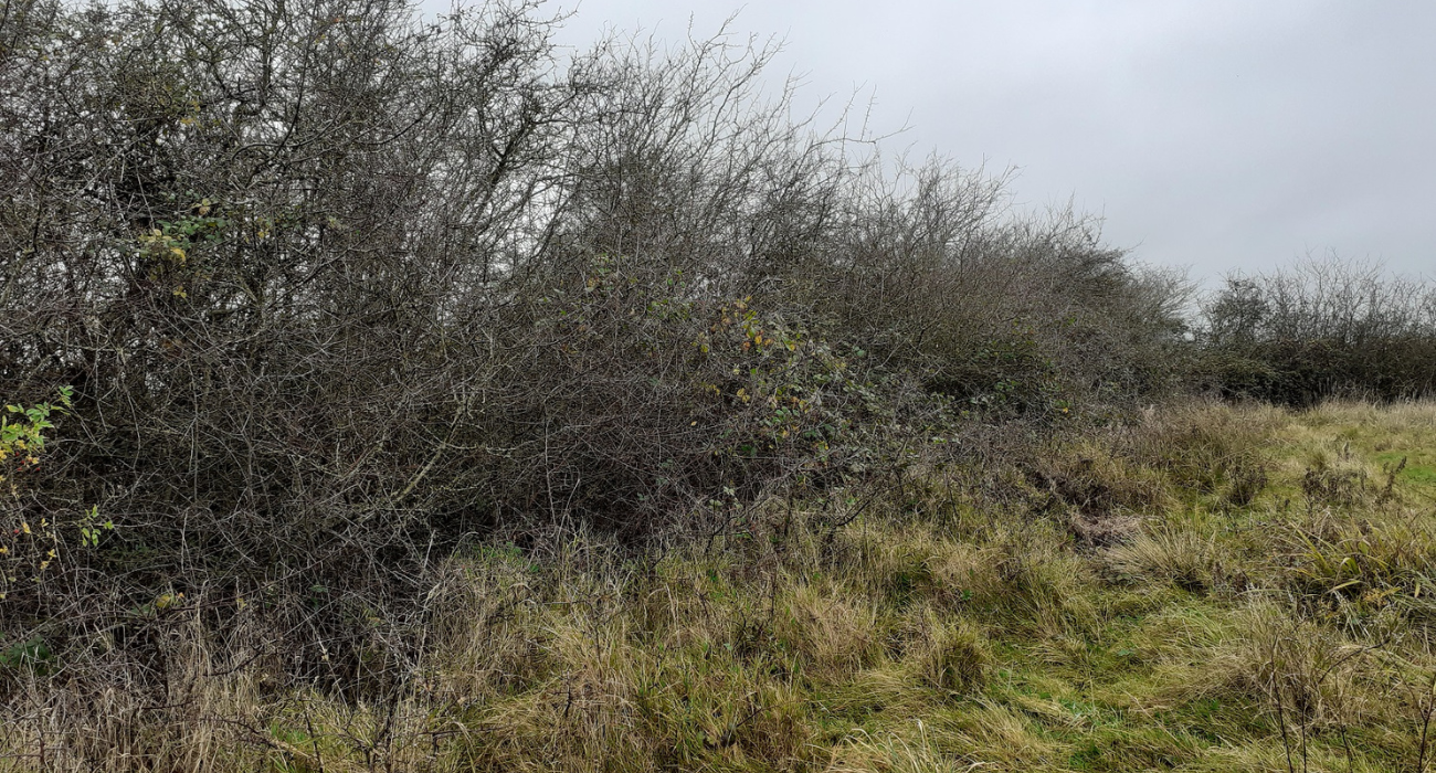 A hedgerow and rough grassland - the perfect habitat for harvest mice