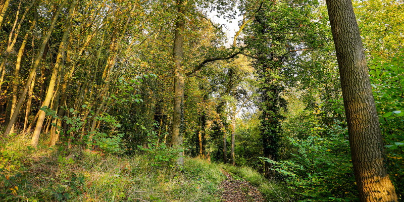 A footpath through a mature woodland