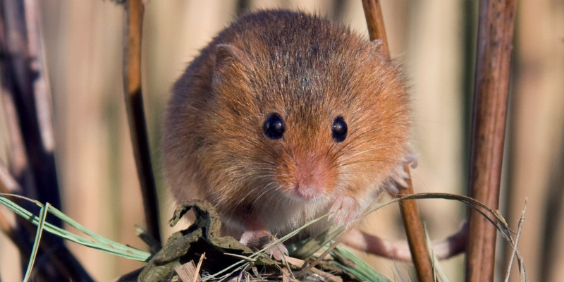 Harvest mouse on nest in the Forest.