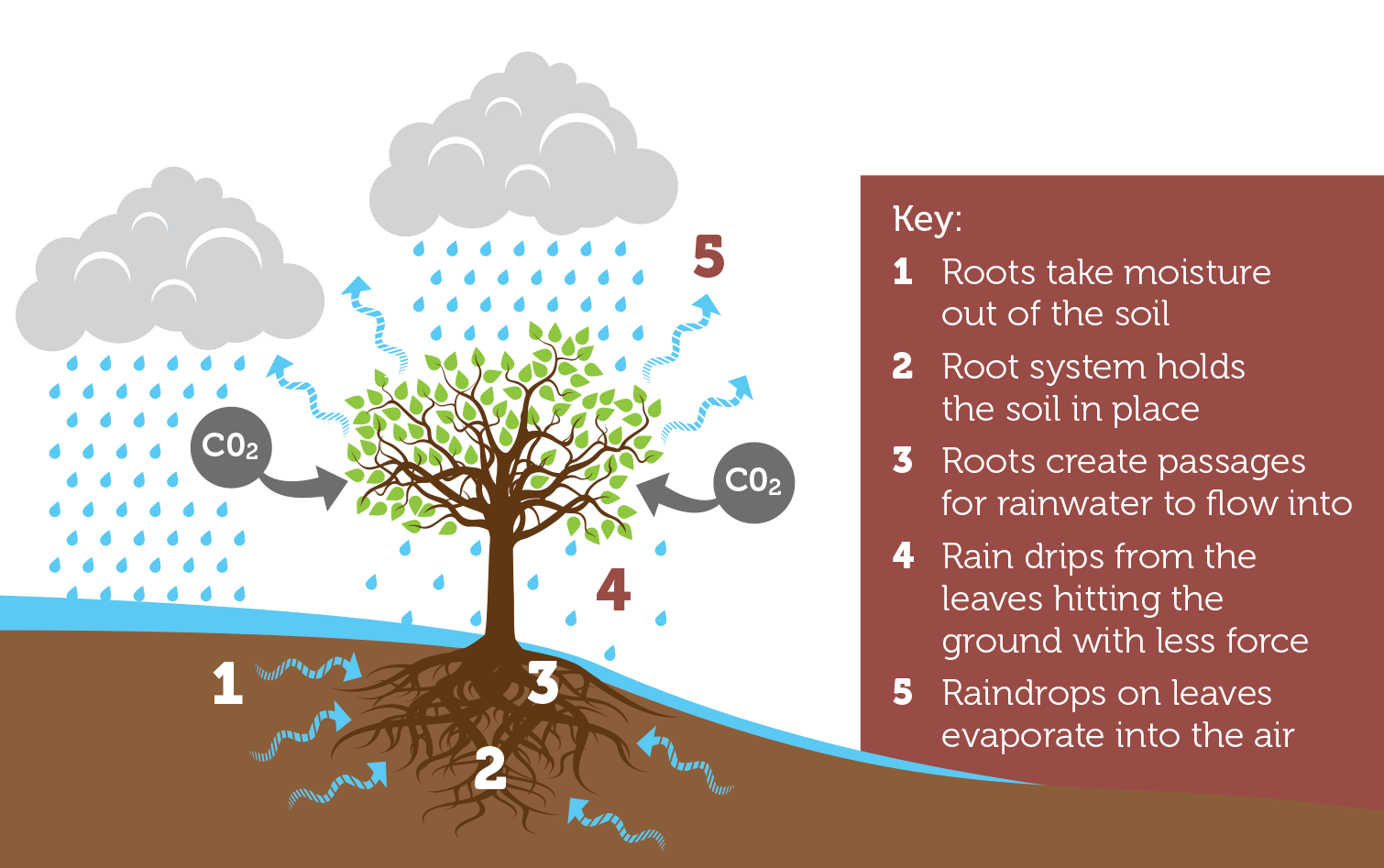 Tree - The first line of defence against flooding diagram