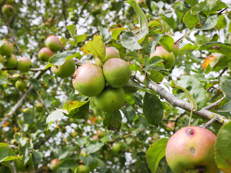 An apple tree with ripening apples growing in the Forest.