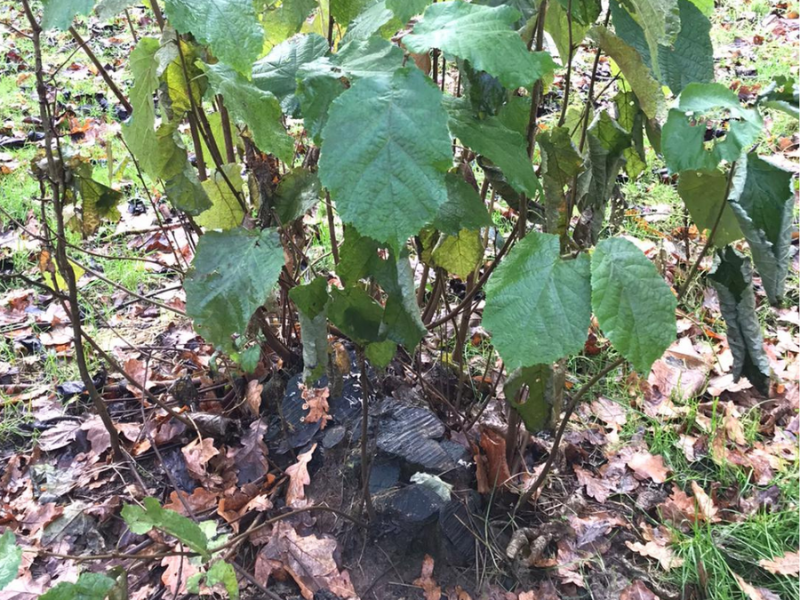 A coppiced hazel stool with new shoots at Dorothy's Wood.