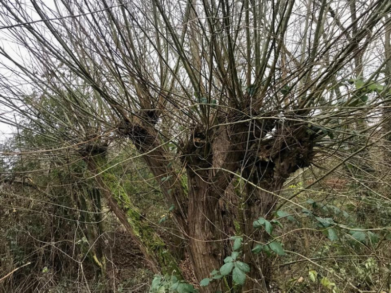 An example of a pollarded tree in the Forest.