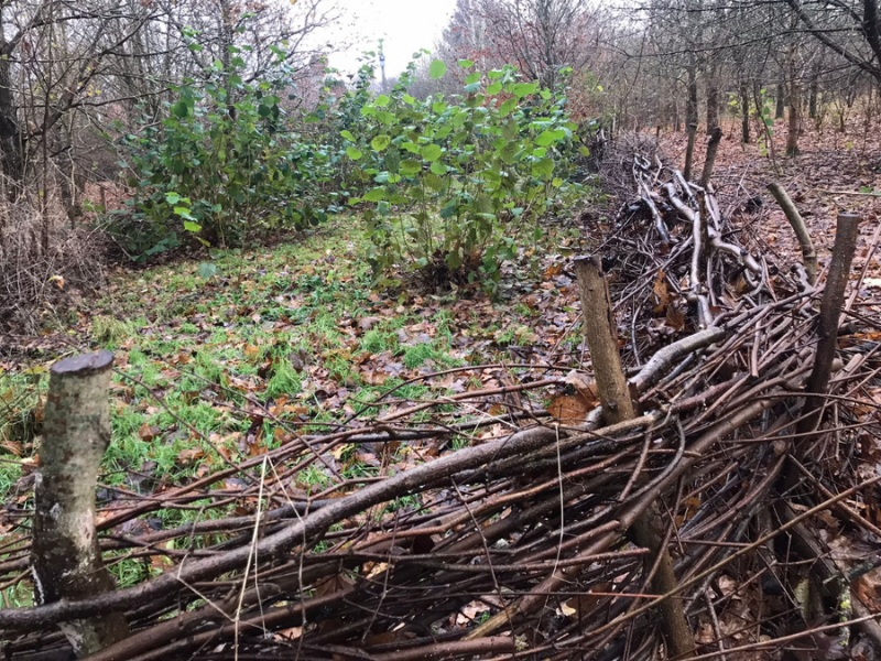 An example of dead hedging surrounding coppiced hazel stumps in Dorothy's Wood.