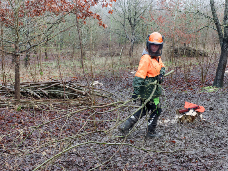 An Assistant Forest Ranger clearing brash in the Forest after thinning.