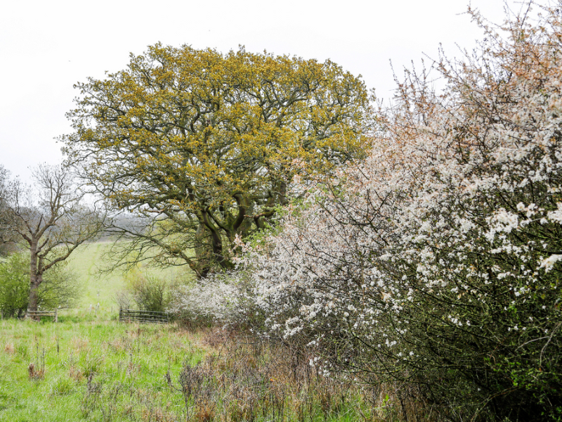 A good example of a blackthorn hedgerow.