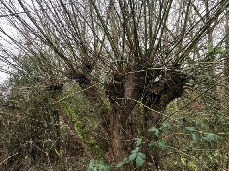 Behind the scenes: Woodland management during the winter months | Heart ...