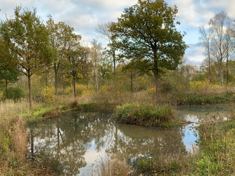 A pond at Roundhill Wood.