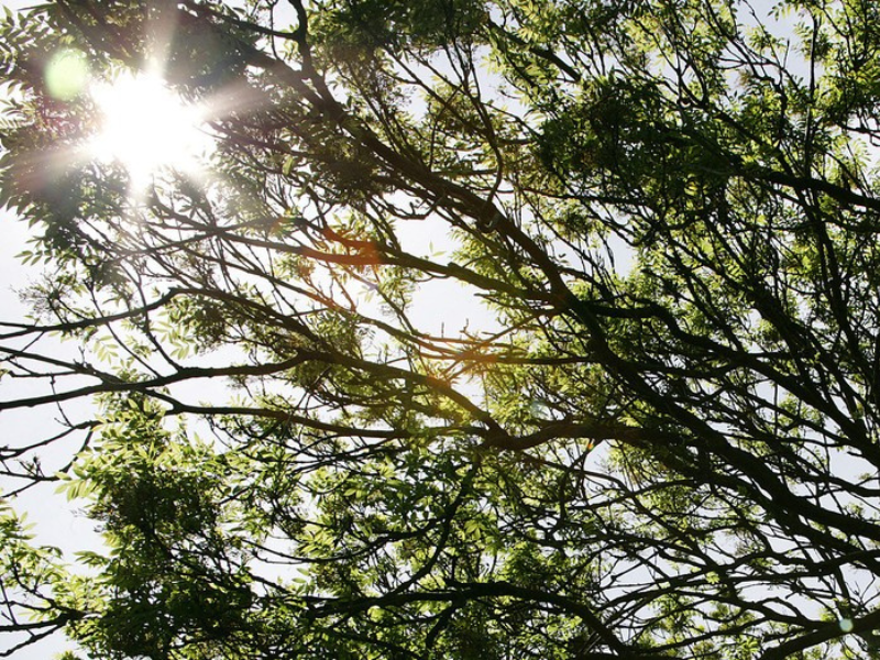 Sunlight shining through the leaves and branches of a tree canopy