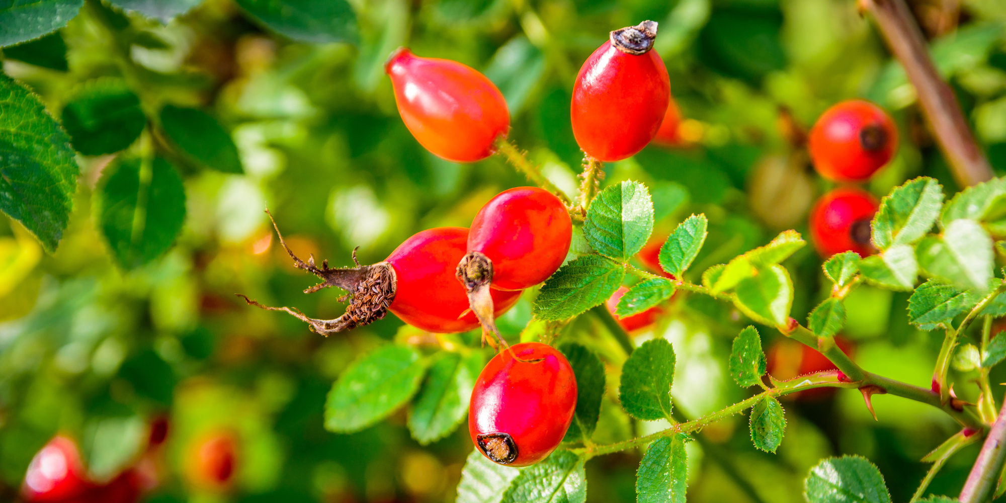 A close-up of rosehips.