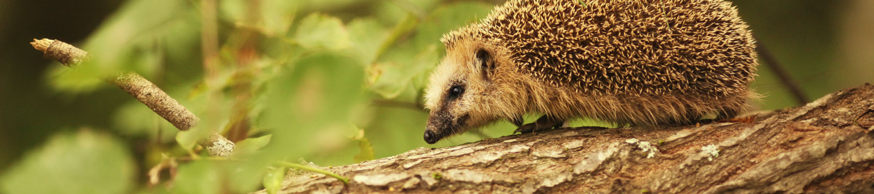 A hedgehog walking on a fallen wooden branch