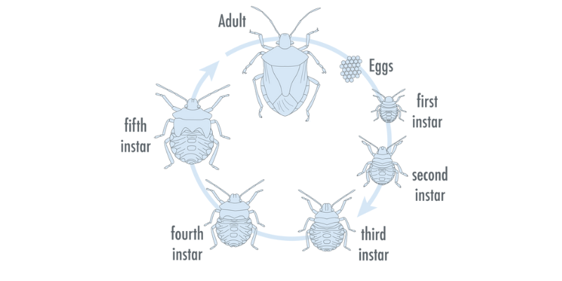 Lifecycle of shield bugs