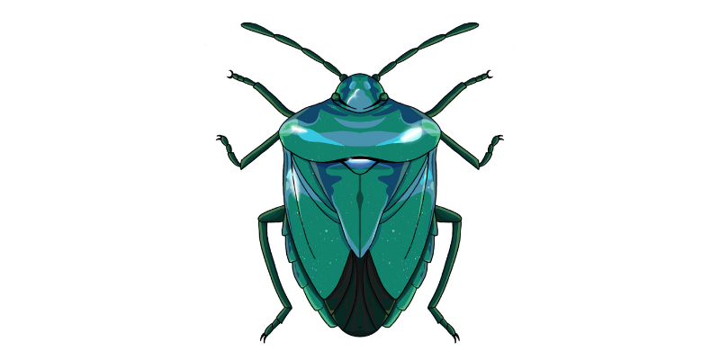 Blue shield bug illustration