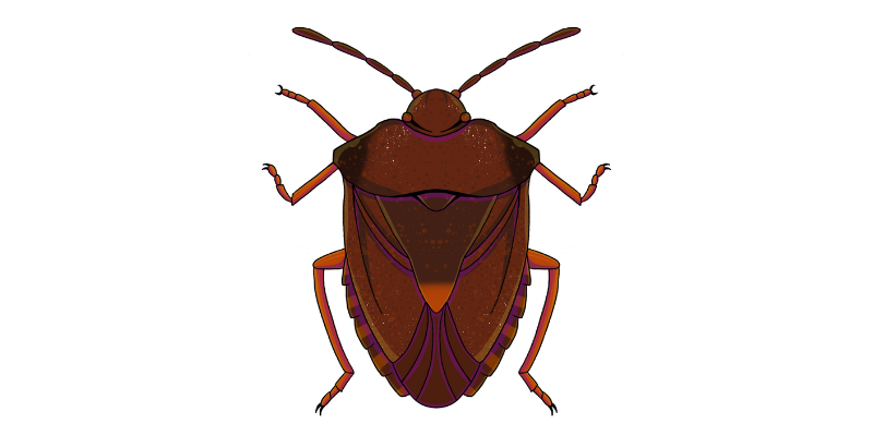Forest bug or red legged shield bug illustration