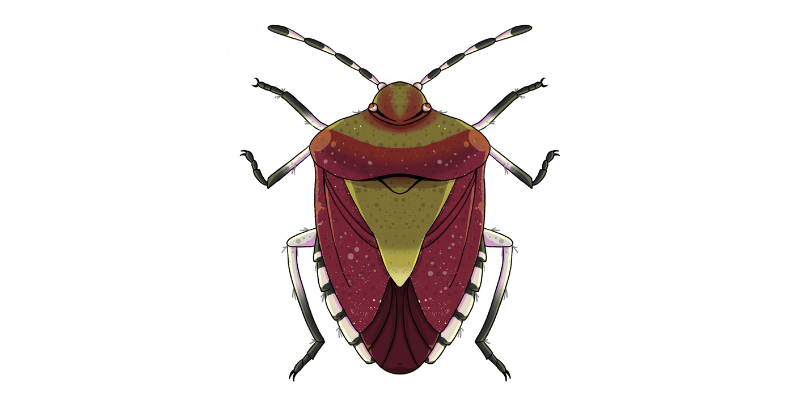 Hairy shield bug illustration