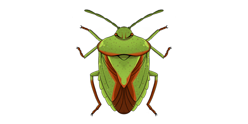 Hawthorn shield bug illustration