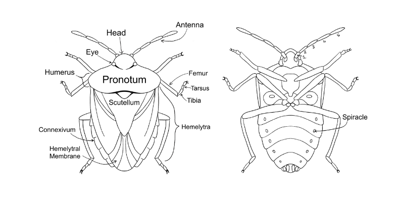 Anatomy of shield bugs